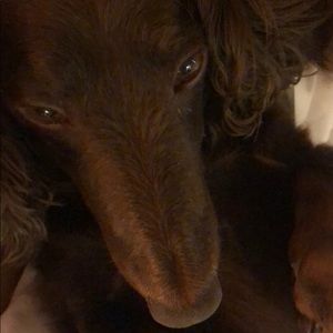 Meet your Posher, Josh